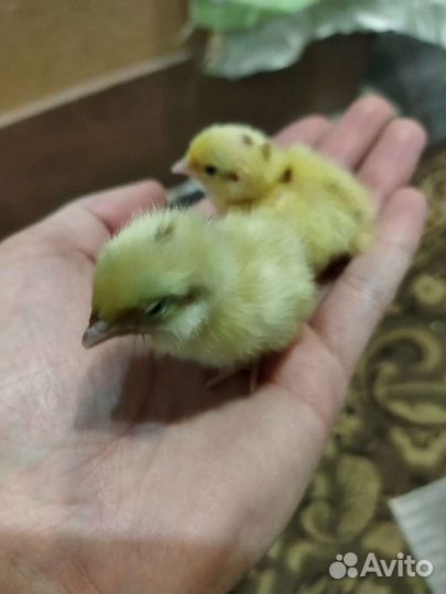 Перепела продажа