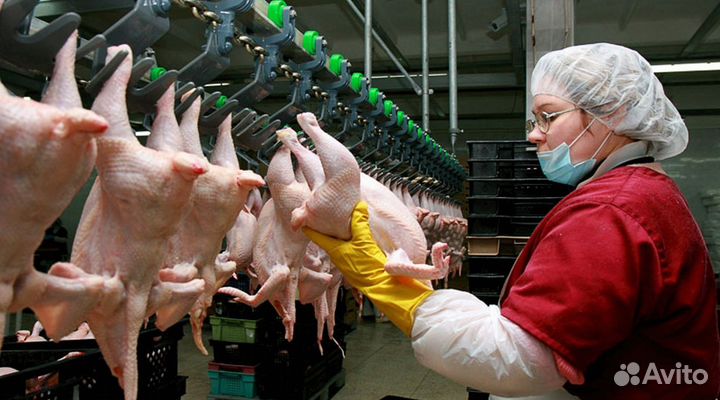 Обработчик птицы /работа вахтой на птицефабрике