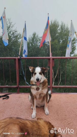 Достойные дворяне ищут свой дом
