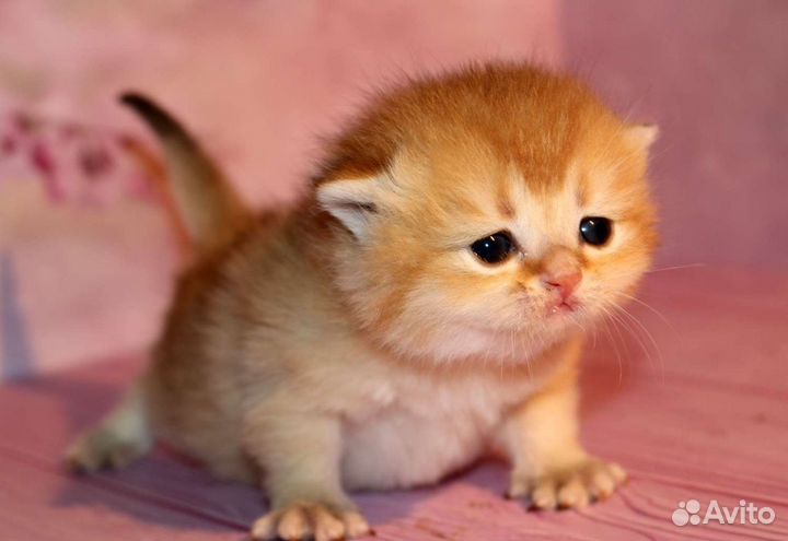 Мальчики золотые британские шиншиллы