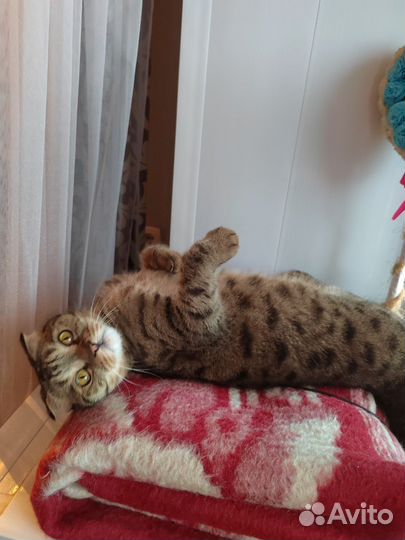 Котик ищет дом