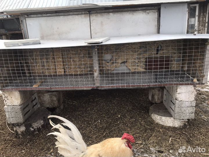 Клетки для кроликов