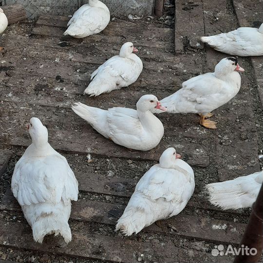 Мускусные утки