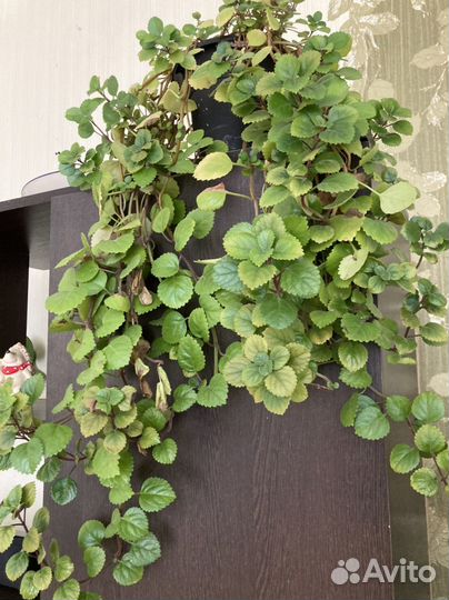 Комнатные растения