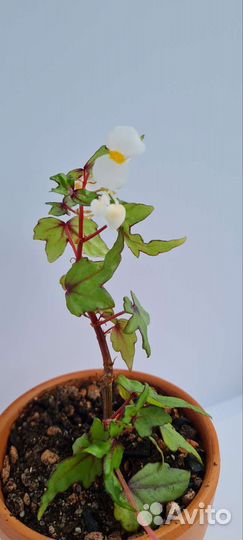 Бегония дрега каудесная