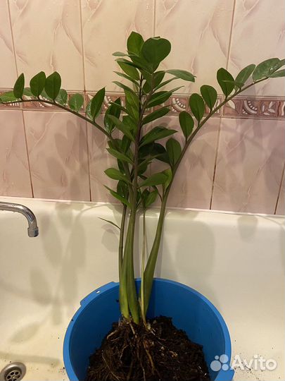 Замиокулькас