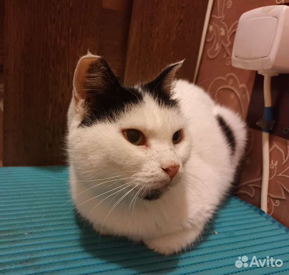 Кошка в добрые руки