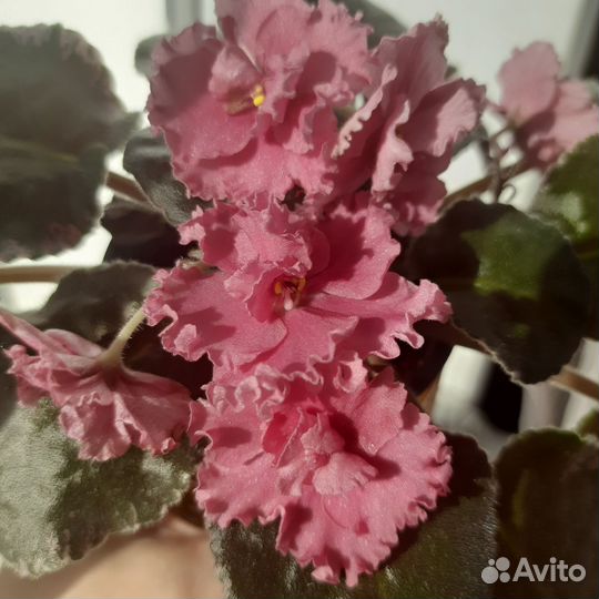 Сортовые фиалки