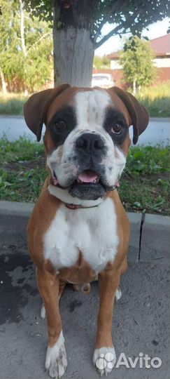 Боксер вязка