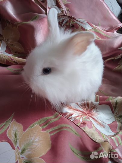 Декоративные карликовые кролики