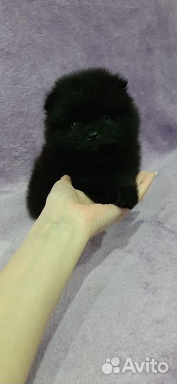 Померанский шпиц мини
