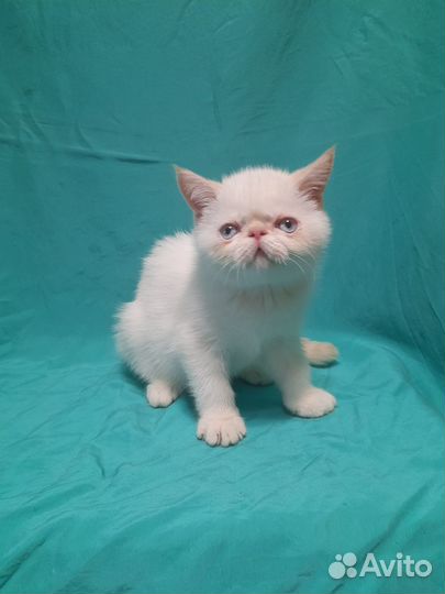 Котята экзоты
