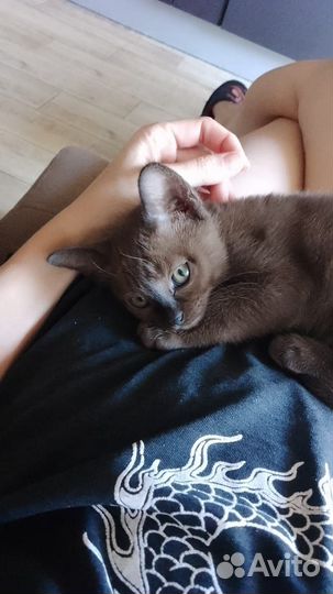 Бурманская кошка