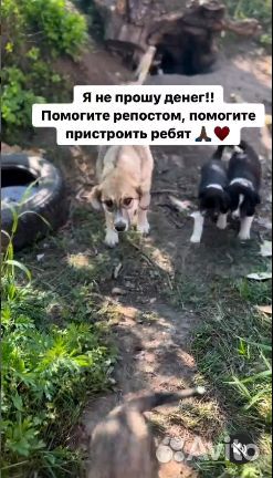 Пристраиваем щенят