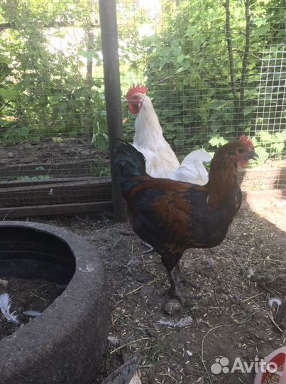 Молодые петушки