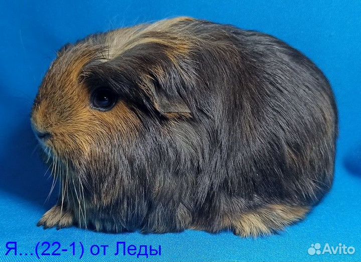 Морские свинки девочки и мальчики