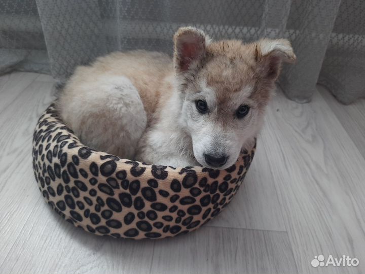 Щенок в добрые руки бесплатно