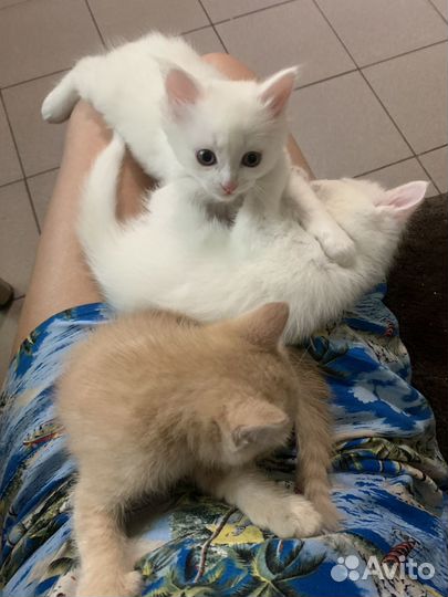 Котята в добрые руки