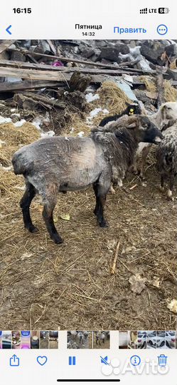 Рабочее Стадо баранов