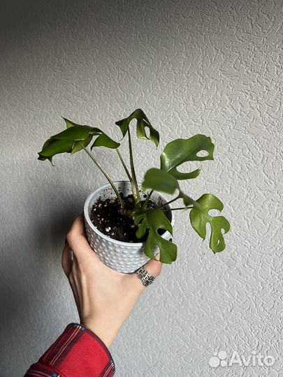 Монстера минима/рафидофора