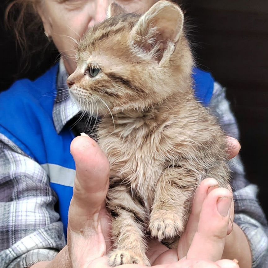 Малютка девочка, котенок 2,5 месяцев