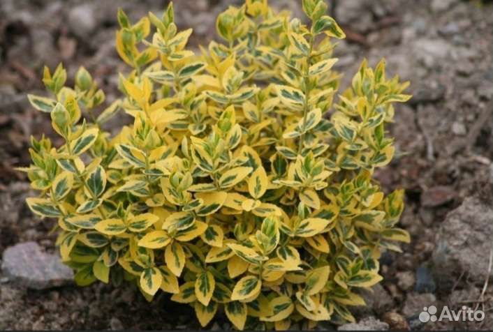 Бересклет форчуна Emerald Gold (Эмералд Голд)