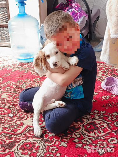 Кокер Спаниель