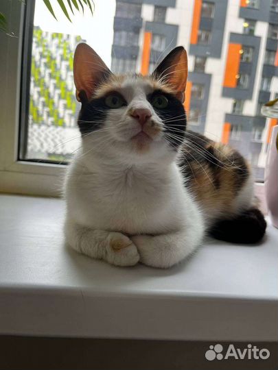 Ласковая девочка,10 месяцев, в дар