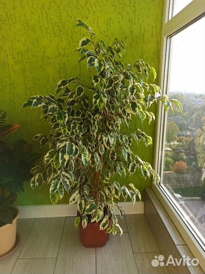 Фикус Бенджамина