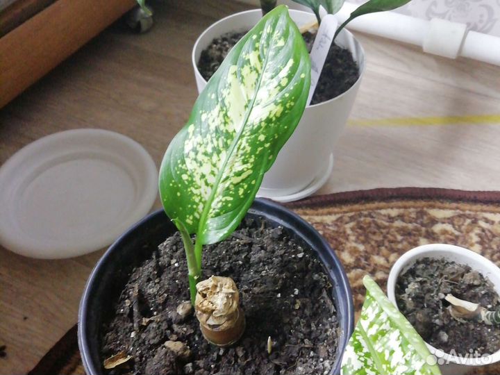 Диффенбахия