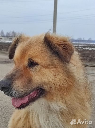 Добрая собака в добрые руки
