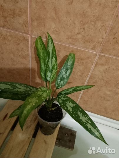 Аглаонема, традесканция Рео