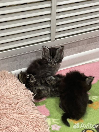Котята мейн-кун