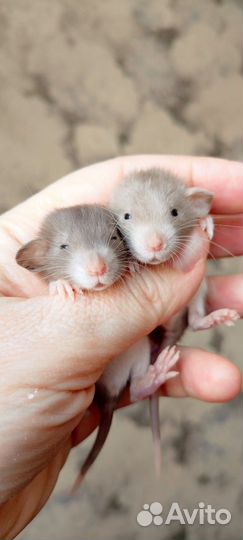 Крысята Девил Бурмиз Дамбо