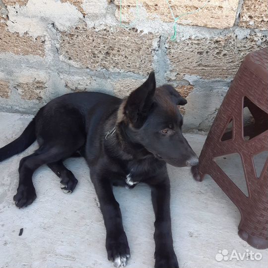 Собака бесплатно