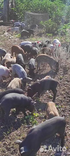 Поросята разных пород