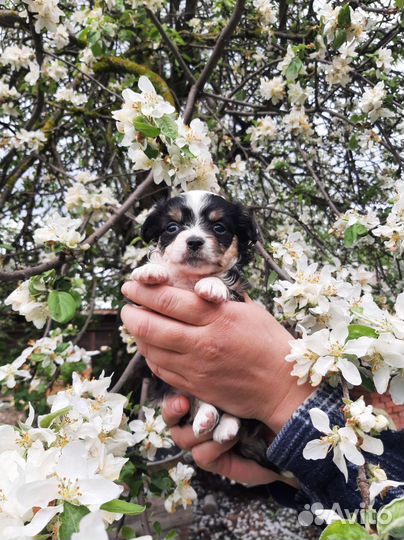 Мини той-терьер