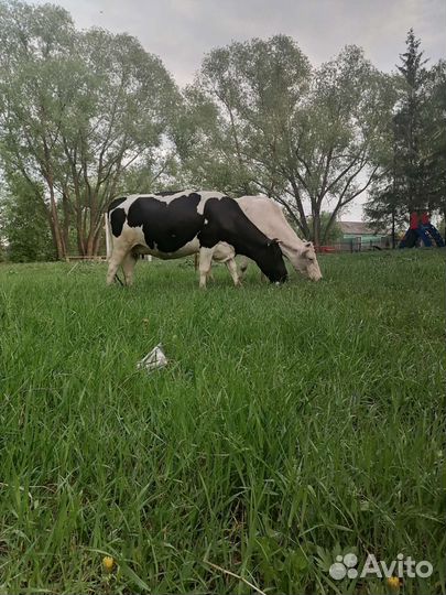 Корова стельная дойная