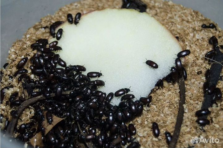 Жук знахарь