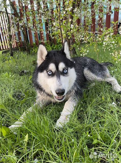 Сибирский хаски вязка