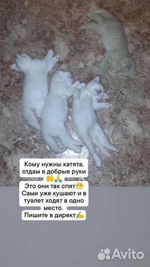 Котята в добрые руки бесплатно