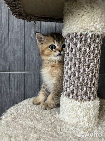 Чудесные малыши