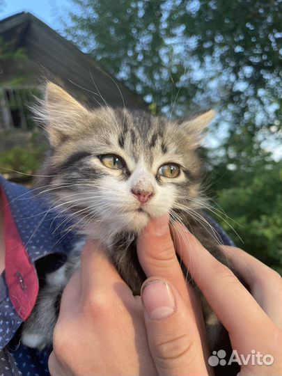 Кошки бесплатно