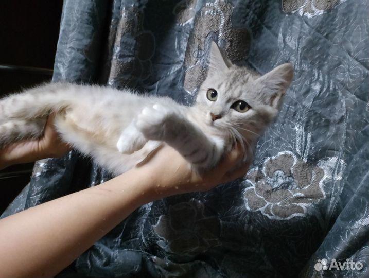 Кот Кешью