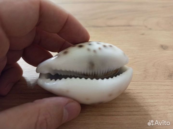 Морская раковина