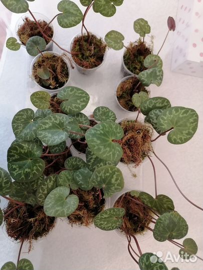 Альпийская фиалка цикламен