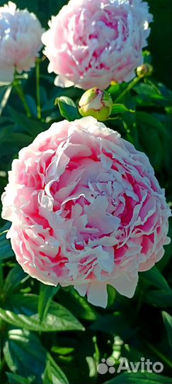 Пион Сара Бернар