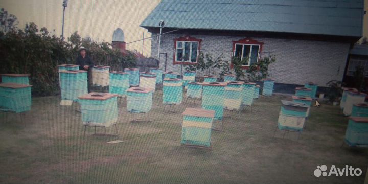 Продаю пчел, пчелопакеты, пчелосемьи