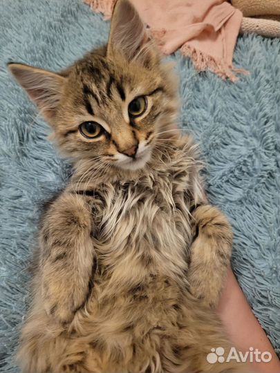 Котик в добрые руки
