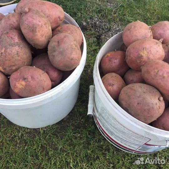 Картофель отличный едовой